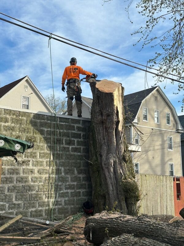 Tree Removal Services by JRC landscaping services in Manchester CT