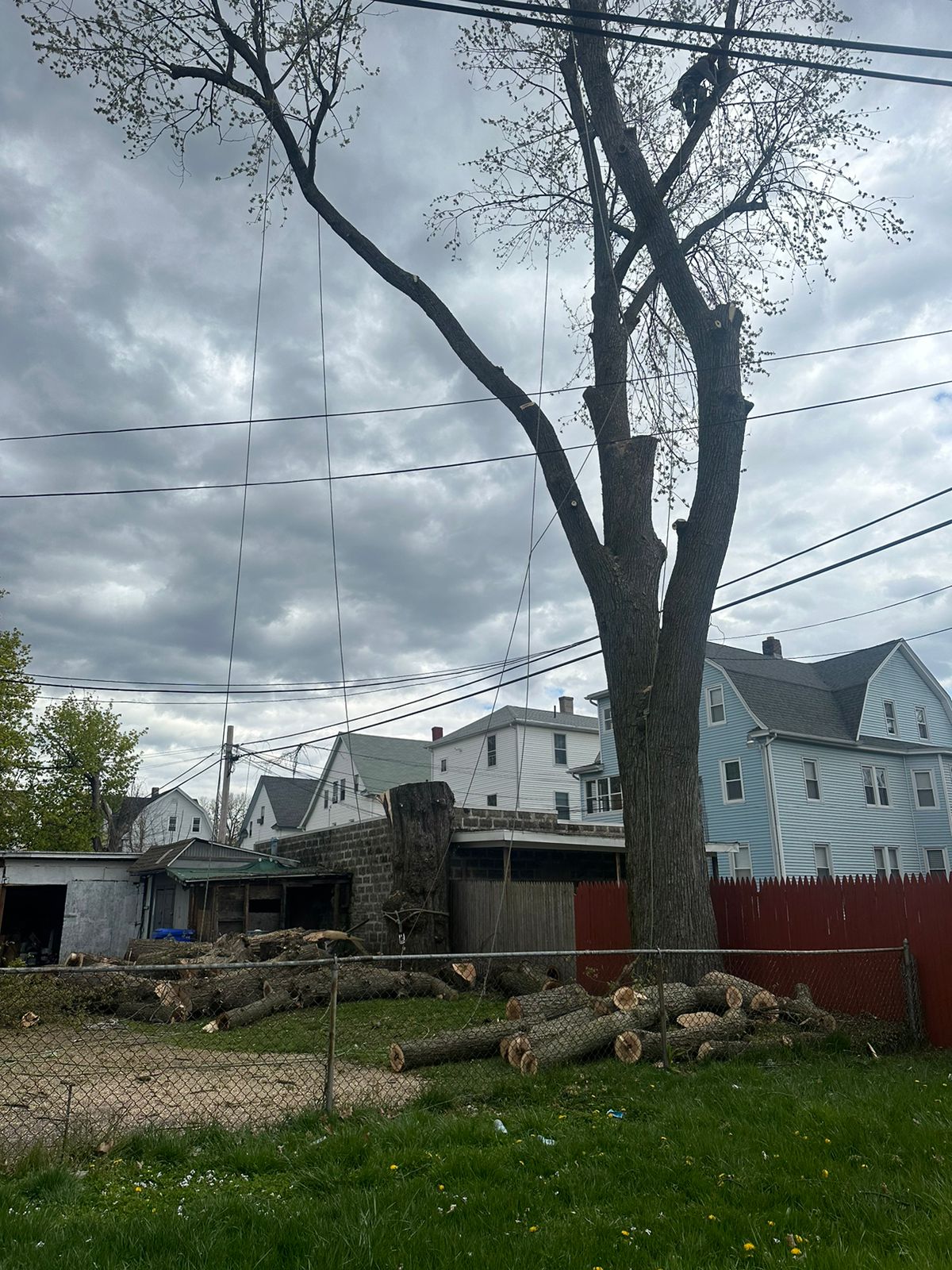 Tree Removal Services by JRC landscaping services in Machester CT