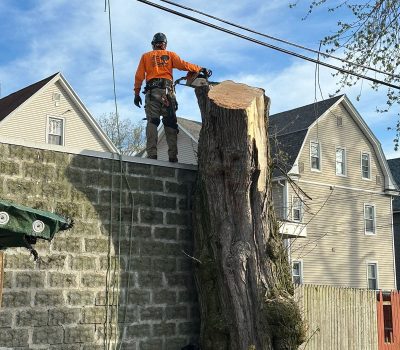 Tree Removal Services by JRC landscaping services in Machester CT