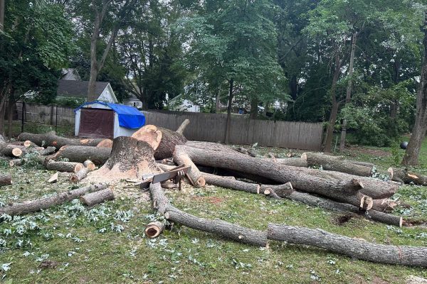 Tree Removal Services by JRC landscaping services in Manchester CT Tree Removal Services by JRC landscaping services in Manchester CT