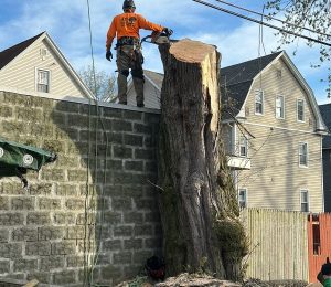 Tree Services by JRC landscaping services in Manchester CT Tree Services by JRC landscaping services in Manchester CT